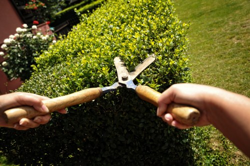 Safe tree maintenance and branch removal in Barnet