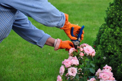Tree health and safety inspection on a local property
